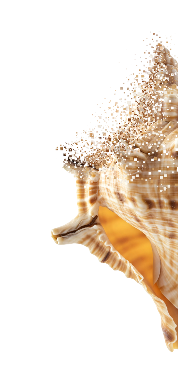 Graphic of a shell