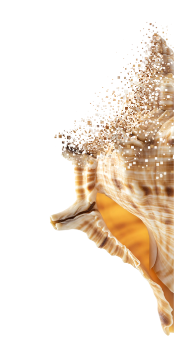 Graphic of a shell