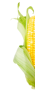 A graphic of corn.