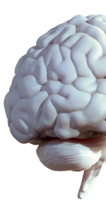  A cut-out graphic of half of a brain. 