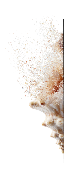 Graphic of half a shell 